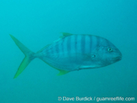 Gnathanodon speciosus Gnathanodon speciosus