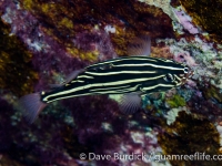 Grammistes sexlineatus