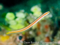 Gunnellichthys viridescens (Lembeh)