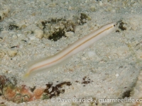 Gunnellichthys pleurotaenia