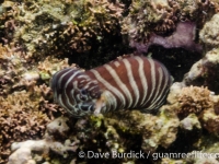 Gymnomuraena zebra