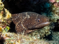 Gymnothorax cf. meleagris (CNMI)