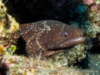 Gymnothorax cf. meleagris (CNMI)