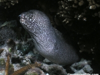 Gymnothorax pictus