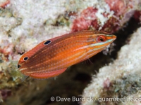 Halichoeres biocellatus (sub-adult)