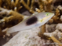 Halichoeres chloropterus (Raja Ampat)