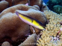 Halichoeres garnoti (Bonaire)