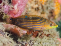 Halichoeres leucurus (Lembeh)