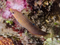 Halichoeres melanurus (IP) (Lembeh)