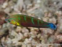 Halichoeres melanurus (TP) (Lembeh)