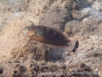 Halichoeres papilionaceus (Komodo)