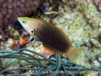 Halichoeres podostigma (Puerto Galera)