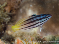 Halichoeres prosopeion (juv.) (Anilao)