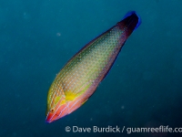 Halichoeres richmondi (Lembeh)