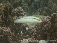 Halichoeres scapularis (Raja Ampat)