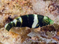 Hemigymnus fasciatus (juv.) 2