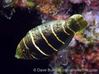 Hemigymnus fasciatus (juv.)