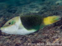 Hemigymnus melapterus Hemigymnus melapterus