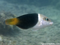 Hemigymnus melapterus