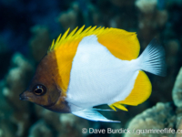 Hemitaurichthys polylepis Hemitaurichthys polylepis