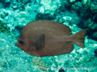 Hemitaurichthys thompsoni (CNMI) Hemitaurichthys thompsoni (CNMI)