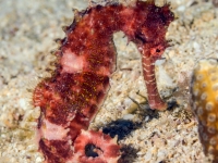 Hippocampus hystrix (Puerto Galera)