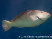 Hipposcarus longiceps (TP)