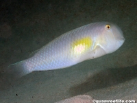 Iniistius melanopus