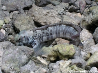 Istiblennius edentulus