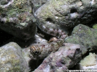 Istiblennius lineatus