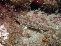 Istigobius decoratus