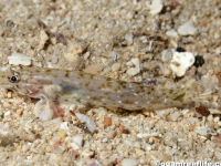 Istogobius cf. rigilius