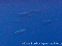 Katuswonus pelamis