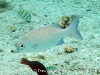 Kyphosus bigibbus (Palau)