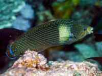 Labrichthys unilineatus (Anilao)