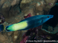 Labroides bicolor Labroides bicolor