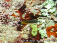 Labroides rubrolabiatus (Wallis)