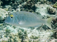 Lethrinus atkinsoni