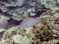 Lethrinus erythracanthus