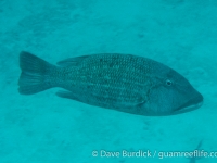 Lethrinus erythracanthus (large adult)