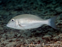 Lethrinus harak (lacking spot)