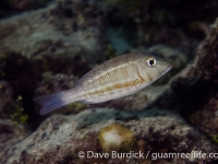 Lethrinus obsoletus