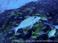 Lethrinus rubrioperculatus