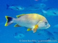 Lutjanus rivulatus (Raja Ampat)