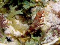 Malacoctenus triangulatus