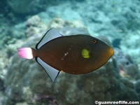 Melichthys vidua