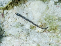 Micrognathus andersonii