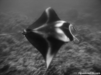 Mobula alfredi