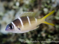 Monotaxis heterodon (sub-adult)