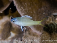 Monotaxis heterodon (juv.)